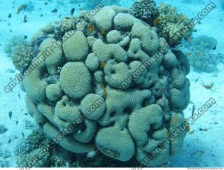 Brain coral Diploria cerebriformis 3